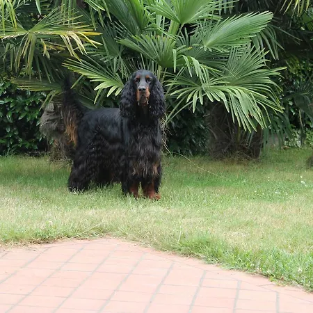 Los Perros Hermanos Отель типа 